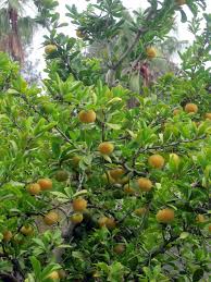 Image result for Dovyalis hispidula