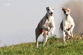 Deutscher langhaariger vorstehhund) ist ein sehr vielseitig einsetzbarer jagdgebrauchshund. 9 Grunde Gegen Einen Whippet Doctor Speed De