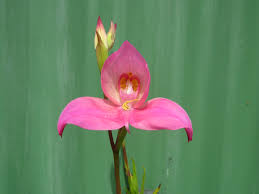 Image result for Disa equestris