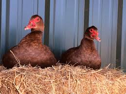 Wild muscovy ducks are glossy black with bold white wing patches and are. Beautiful Pair Of Chocolate Muscovy Hens Muscovy Duck Farm Life Animals