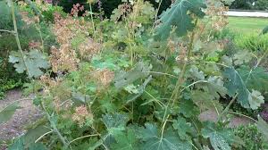 Image result for Macleaya