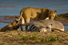 The Ecological Role of Lions • Wildlife Conservation Network