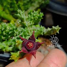 Image result for Huernia verekeri