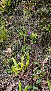 Image result for Disa eminii