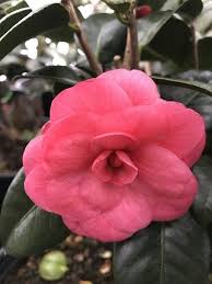 Camellia Japonica April Kiss Spring Blooming Camellia Camellia Trees Shrubs Deer Resistant Plants Variegated Plants Hardy Plants