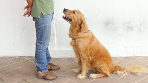 When it comes to teaching your furry friend to roll over, there are a few more steps involved. How To Teach Your Dog To Do 4 Things In Minutes Roll Over Play Dead Sit Lie Down Dogsideas