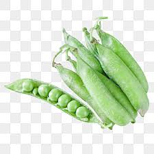 Kacang parang atau kacang buncis besar serta vicia faba, juga dikenali sebagai kacang fava, kacang faba, kacang loceng, or kacang tik, ialah satu spesies kacang (fabaceae) berasal dari afrika utara, barat daya dan selatan asia, dan ditanam meluas di tempat lain. Gambar Kacang Parang Png Vektor Psd Dan Untuk Muat Turun Percuma Pngtree