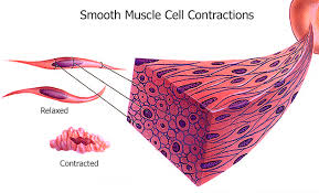*smooth muscle* the cardiovascular, gastrointestinal, genitourinary, and respiratory systems are smooth muscle thus subserves all internal, involuntary functions, except the movements of breathing. Vsmc Inflammatory Response In Atherosclerosis