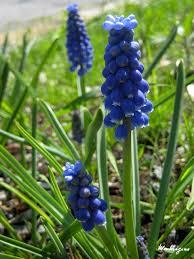 Image result for Hyacinthaceae