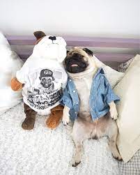Pug And English Bulldog Dog Teepee Baby Animals Funny French Bulldog Puppies