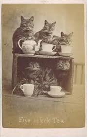 Tea Cats Cat Photo Crazy Cats Cats