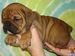English Bulldog Puppies Brown Zoe Fans Blog English Bulldog Puppies Bulldog Puppies Bulldog Puppies For Sale