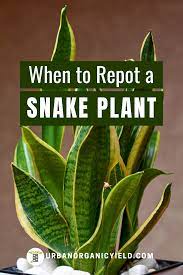 When And How To Repot Your Snake Plant Snake Plant Care Snake Plant Plants