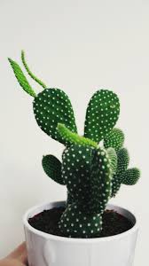 Use images for your pc, laptop or phone. Cactus Wallpaper Tumblr 1080x1920 Download Hd Wallpaper Wallpapertip