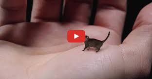 Take A Look At The World S Smallest Cat Cat Cats Cute Small Cat Small Kittens Cute Cat Gif