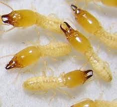 Commonly known as white ants, they devour large amounts of wood and all other materials our termite control methods have a minimal impact on other beneficial soil fauna and will not spoil groundwater levels. Anti Termite Control Services Anti Termite Treatment Services Full Termite Control Services Provider Amritsar Punjab