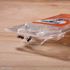 How To Get Rid Of Ants In Your House And Yard Get Rid Of Ants Rid Of Ants Ants
