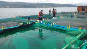 Bangun Keramba Jaring Apung Di 3 Lokasi Kkp Siapkan Rp 131 M Bisnis Tempo Co