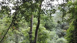 Tropical rainforests have climates that receive high temperatures and high humidity throughout the year. Tropical Rainforest Biome Alternative Energies Net