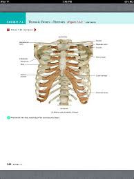 Principles Of Anatomy And Physiology Chapter 7 The Skeletal System The Axial Skeleton 39 Book Pg 24 Axial Skeleton Skeletal System Anatomy And Physiology