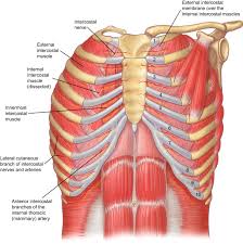 If all these muscles are tight, it can leave you feeling constricted. The Intercostal Space Thoracic Surgery Clinics