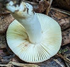 Image result for Russula sp.