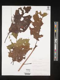 Image result for Burttdavya