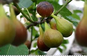 Une famille de mésanges en consomme 500/jour. Figuier Planter Bouturer Marcotter Recolter Soigner Avec Jaime Jardiner