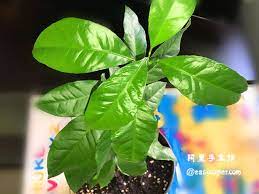 檸檬盆栽種植 種下一棵檸檬樹來年開花結果 鹹檸檬 蜂蜜檸檬水開胃好處多 how to easily grow a dwarf lemon tree indoors recipe dwarf lemon tree plant leaves lemon tree