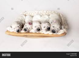 Golden retriever puppy only wants to protect newborn baby. Five Cute Newborn Image Photo Free Trial Bigstock