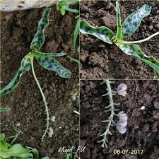 Image result for Ledebouria macowanii