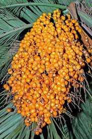 Image result for Butia
