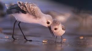 Bird From Finding Dory Piper Clip The Short Coming With Finding Dory Love The Full Length Version Pixar Movies Pixar Movies Interes In 2020 Pixar Shorts Piper Pixar Short Film