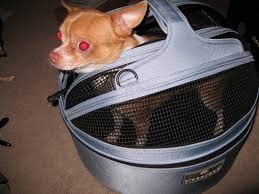 Simple return policy · free shipping over $75 · experts in dog safety Ask Away Blog Sleepypod Pet Bed Carrier Review Giveaway Ended