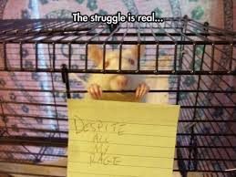 I M Still Just A Rat In A Cage Lachen Lustige Humor Bilder Haha Lustig