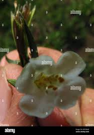 Image result for Mimulus gracilis