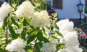 We did not find results for: Up To 36 Off 3 Shrubs For Shady Borders Groupon