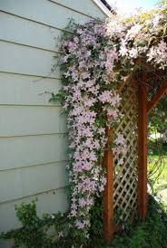 How to tie up a clematis. How To Plant Grow And Care For Climbing Plants Jackson S Nurseries