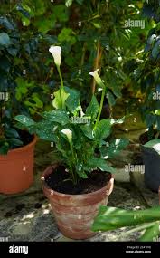 Image result for Zantedeschia albomaculata