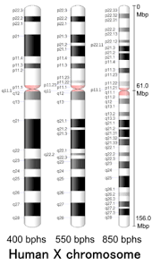 X Chromosome Wikipedia