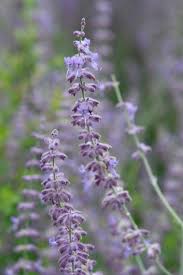 Image result for perovskia atriplicifolia 'little spire'