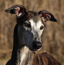 Tickets, tours, phone number, greyhound reviews: Der Greyhound Der Schnellste Windhund