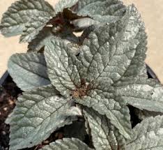 Image result for Pilea rivularis