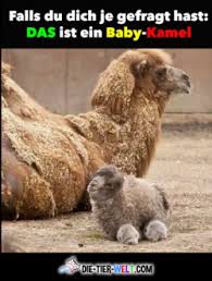 Kleintiere Artikel Bilder News Ratgeber Die Tier Welt Com Bilder mit lustigen sprüchen | humor. kleintiere artikel bilder news