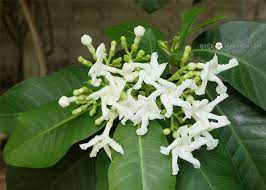 ดอกพ ดดาราราย tabernaemontana cerifera สก ลเด ยวก บ พ ดเศรษฐ สยาม พ ดจ บ พ ดสวน พ ดก งห น ดอกม กล นหอมอ อนๆ กล นหอมหวานช นใจ ดอกไม สวนดอกไม ดอกไม สวย