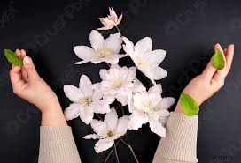 Intelaiato e pronto da appendere non necessita di cornice spedizione e reso. Mazzo Di Fiori Bianchi Di Clematis E Due Mani Femminili Foto D Archivio Crushpixel