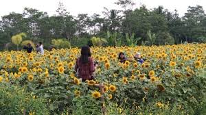 Gak hanya itu, beejay bakau resort juga menawarkan opsi lain, seperti pantai berpasir putih, permainan air, waterboom , flying fox , dan sebagainya. Indahnya Hamparan Kebun Bunga Matahari Di Hargobinangun Sleman Ini Joglosemar News