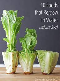 10 Foods That Regrow In Water Regrow Vegetables Regrow Lettuce Regrow Celery