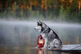 Siberian Husky Life Span How Long Do Huskies Live For