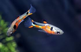 Ab wann können babys alleine sitzen? Fressfeinde Fur Den Guppy Nachwuchs Aquarium Fische Pflanzen De
